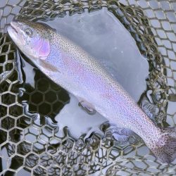 大安トラウトレイク釣果